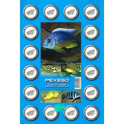 Pexeso - Tlamovci jezer Malawi a Tanganika
