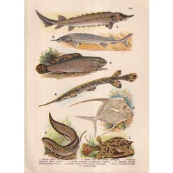 Litografie - Ryby Litografie - Ryby