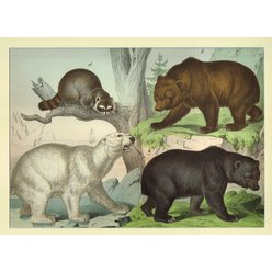 Chromolitografie fauna (v paspartě) č. 17