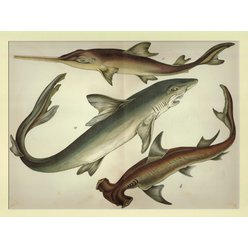 Chromolitografie fauna (v paspartě) č. 16
