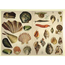 Chromolitografie fauna (v paspartě) č. 15