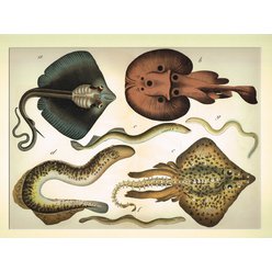 Chromolitografie fauna (v paspartě) č. 14