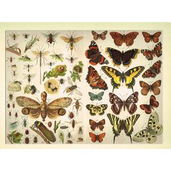 Chromolitografie fauna (v paspartě) č. 12