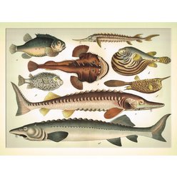 Chromolitografie fauna (v paspartě) č. 11
