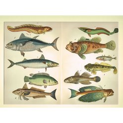 Chromolitografie fauna (v paspartě) č. 10