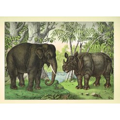 Chromolitografie fauna (v paspartě) č. 9