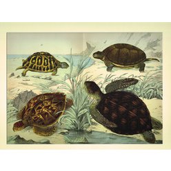 Chromolitografie fauna (v paspartě) č. 8