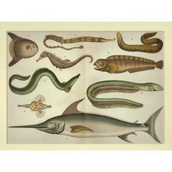 Chromolitografie fauna (v paspartě) č. 7