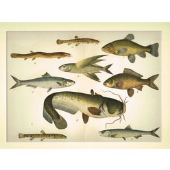 Chromolitografie fauna (v paspartě) č. 6